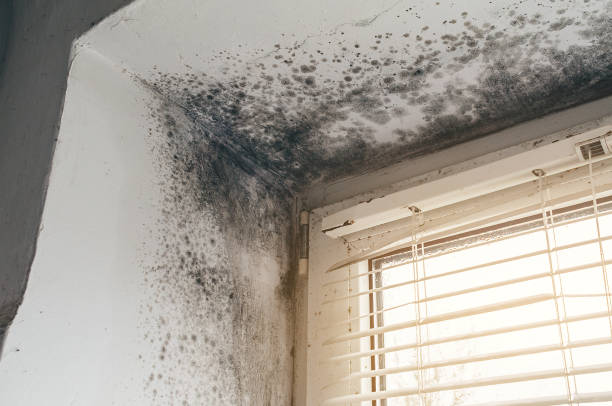 Affordable Attic Mold Remediation solutions in Clifton, TN