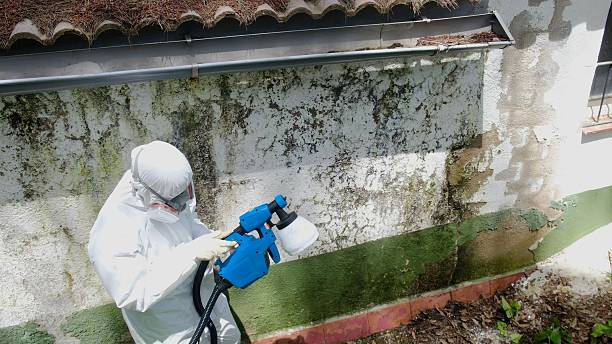 Top rated local Attic Mold Remediation specialists in Clifton, TN